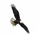 jehovah eagle